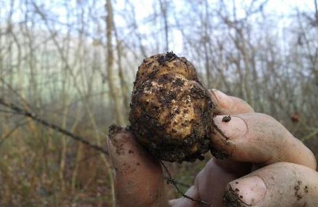 Il Bosco dei Tartufi