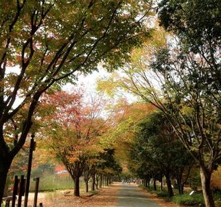 Gyeongsangnamdo Arboretum