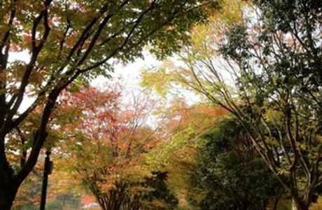 Gyeongsangnamdo Arboretum