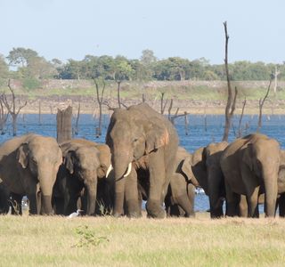 Kaudulla National Park