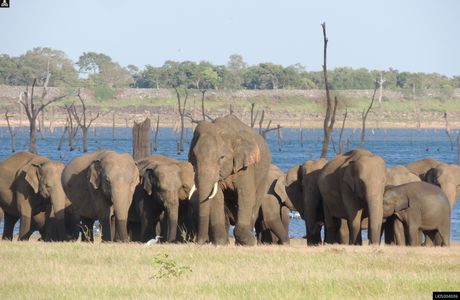 Kaudulla National Park