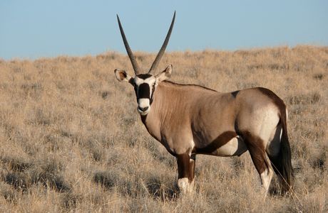 Ingugama Tours and Safaris