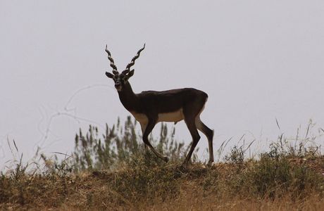 Jayamangali Blackbuck Reserve