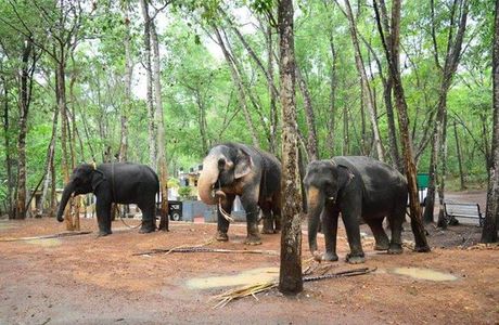 Elephant Rehabilitation Centre
