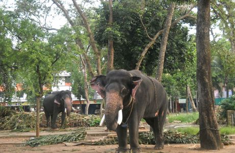 Elephant Camp Sanctuary