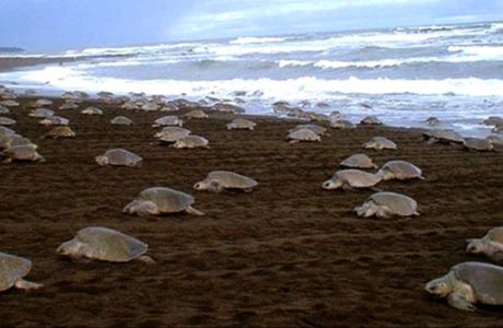 Gahirmatha Turtle Sanctuary