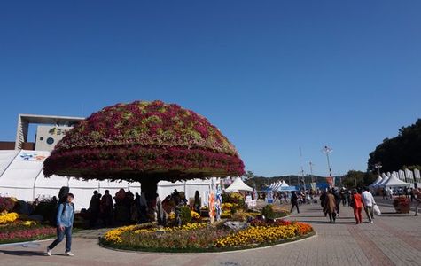 Geumsan Ginseng Festival 1