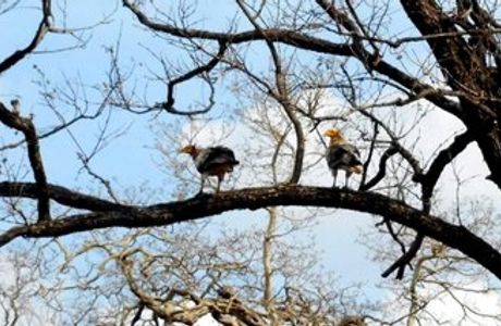 Nauradehi Wildlife Sanctuary