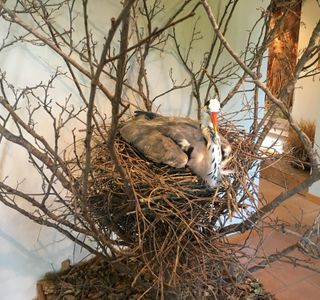 Oasi Cervara - Nature Sanctuary