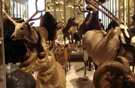 Musee d'histoire naturelle de La Rochelle
