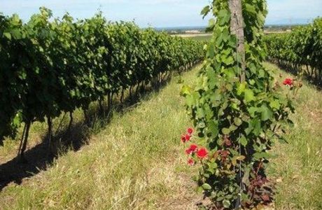 La Piccola Vigna