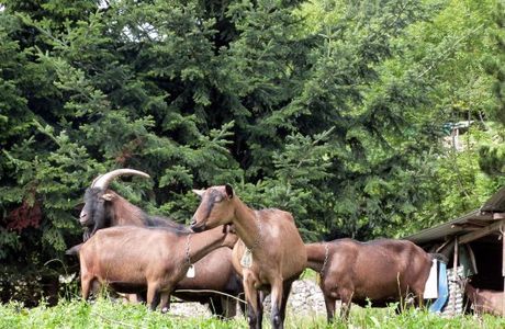 Latteria Sociale Montana Di Scalve