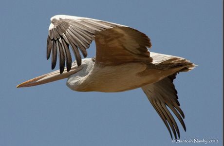 Kokrebellur Pelicanry