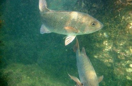 Malvan Marine Sanctuary