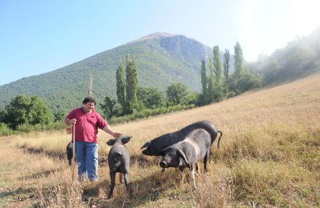 Maiale brado di Norcia