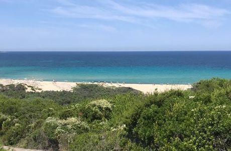 Lido Dog Beach
