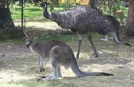 Potoroo Palace