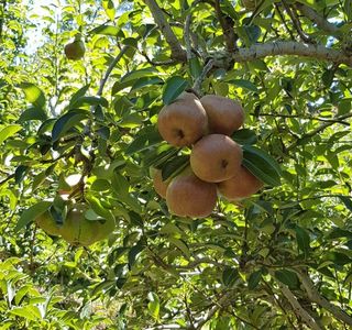 Pine Crest Orchard
