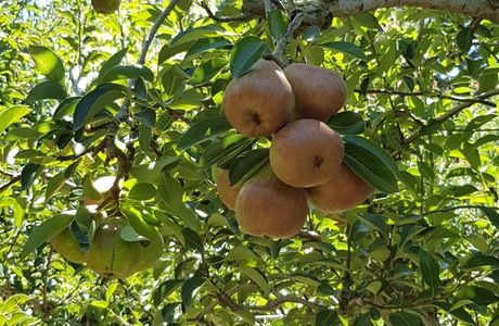 Pine Crest Orchard