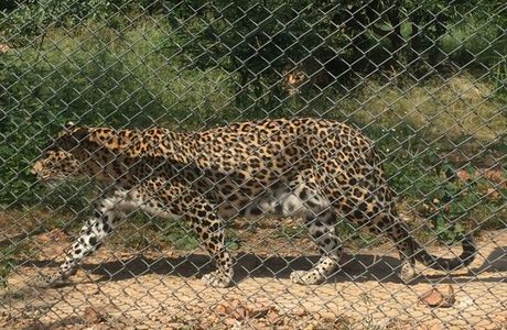 Sajjangarh Wildlife Sanctuary