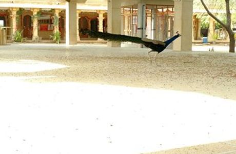 Safed Akhara