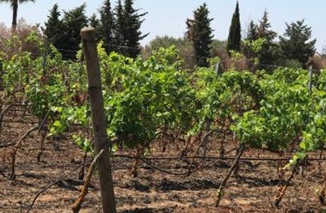 Santi Dimitri Azienda Agricola