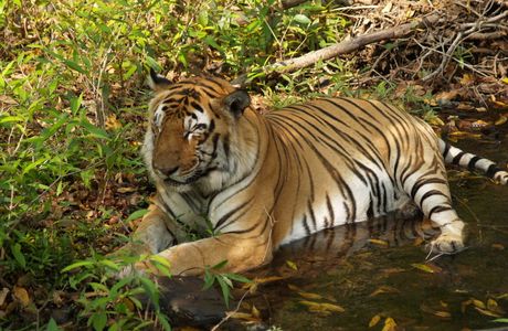Panna Tiger Reserve