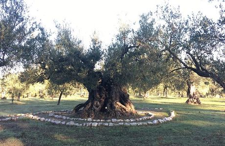 Olivo Monumentale