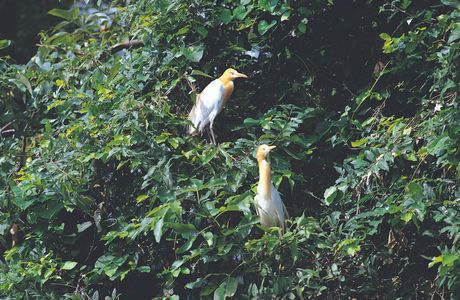 Pakshipathalam Bird Sanctuary