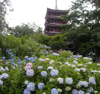 Hondo-ji Temple