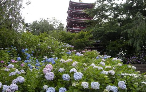 Hondo-ji Temple 1