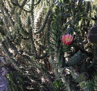 Kouklia Reptile Park