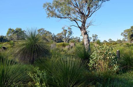 Lake Cooloongup Flora and Fauna Reserve