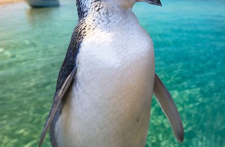 Penguin Island