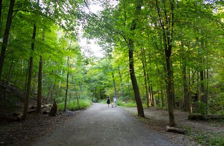 Moore Park Ravine