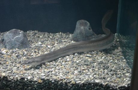 Kastoria Aquarium