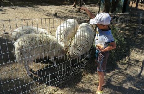 Farma of Rhodes Petting Zoo