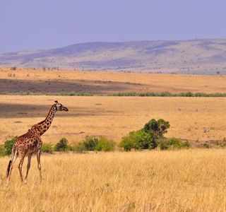 Safe Ride Tours & Safaris