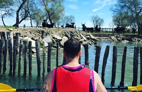 Trott Camargue - Maximus Organisation