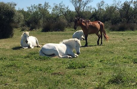 Camargue de vos Rêves