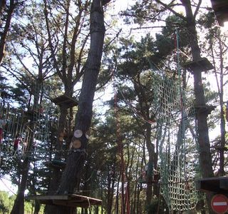 Monkey Forest