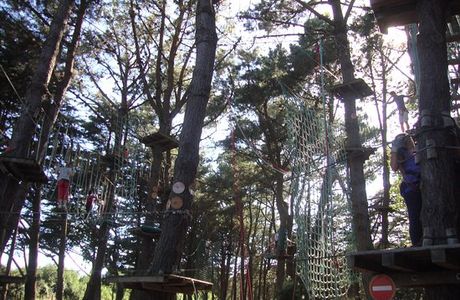 Monkey Forest
