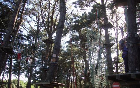 Monkey Forest 1