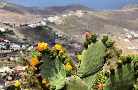 Mirador Pico de Bandama