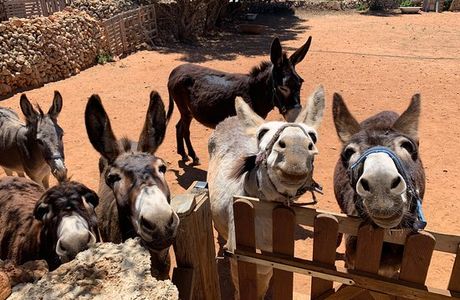 Menorca Donkey Rescue