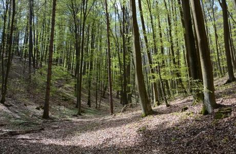 Trojmiejski Landscape Park