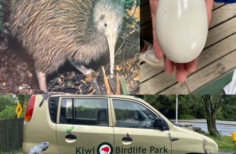 Kiwi Birdlife Park