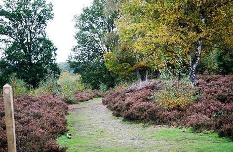 Snelsmore Common Country Park