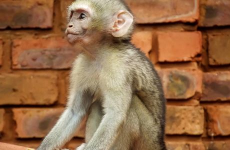 Monkey Mates