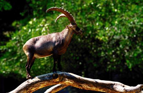 Tierpark Dählhölzli